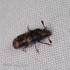Basitropis nitidicutis