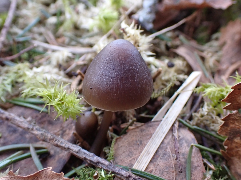 Mycena silvae-nigrae