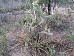 Tacinga palmadora