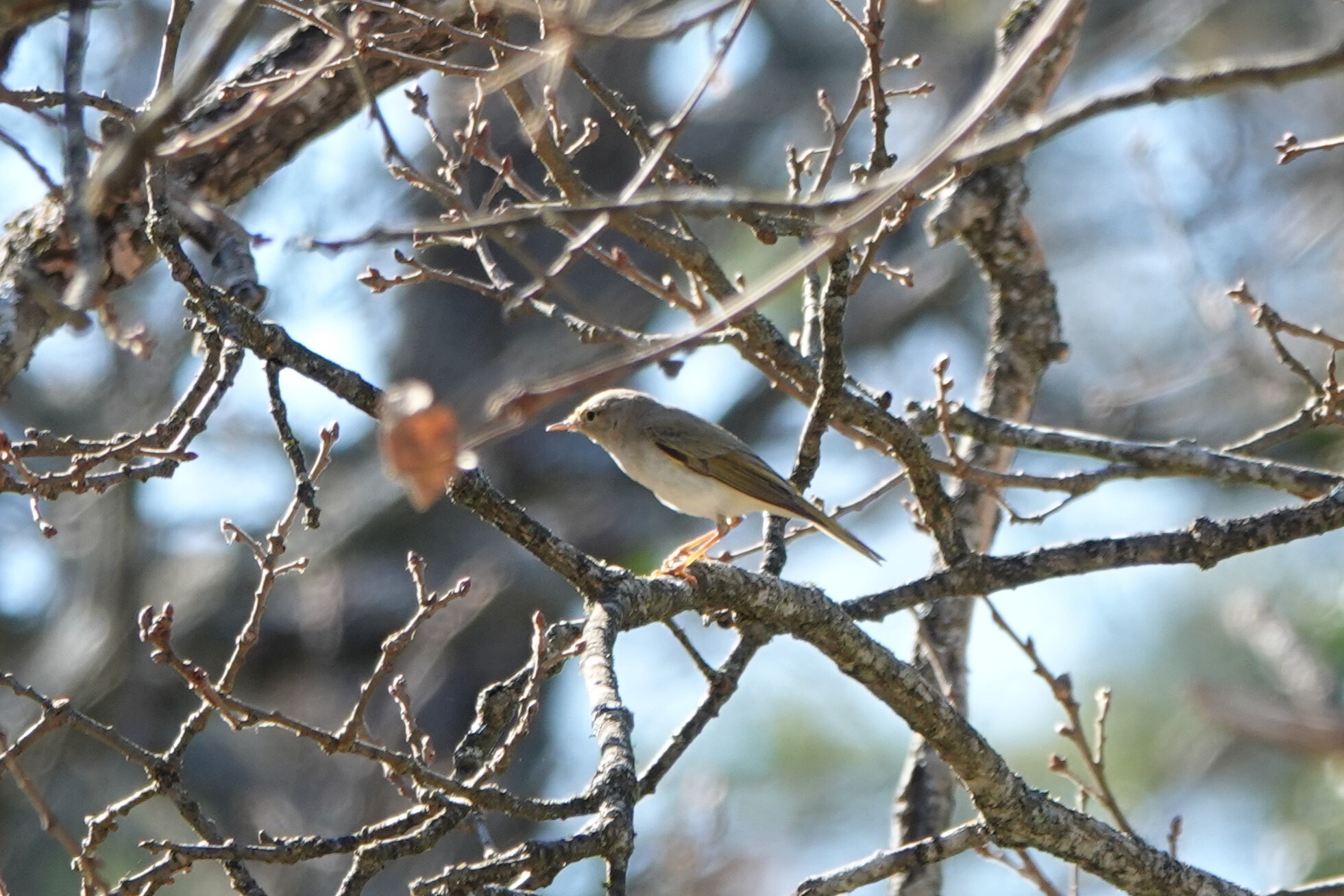 Western Bonelli's Warbler (Phylloscopus bonelli), photo 9