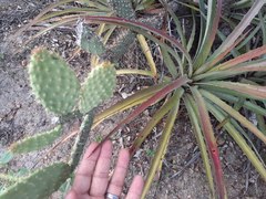 Tacinga palmadora