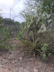 Tacinga palmadora