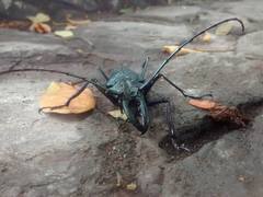 Psalidognathus friendii