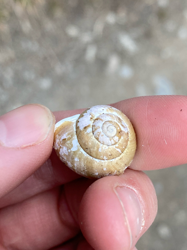 Cepaea hortensis