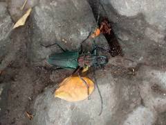 Psalidognathus friendii