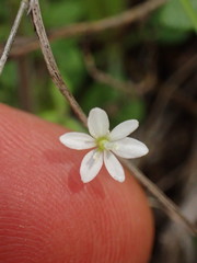 Meconella denticulata