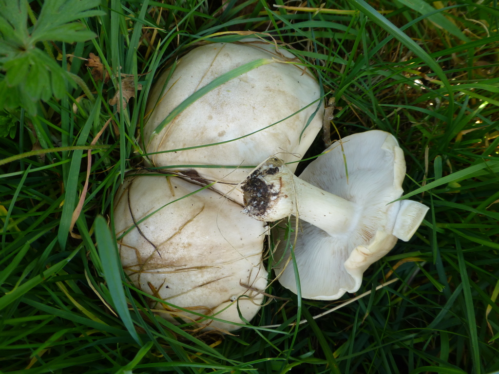 Calocybe gambosa · April 2026 · photo: © sahalsey (iNaturalist, cc-by)