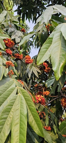 Saraca indica observed 2026-03-28