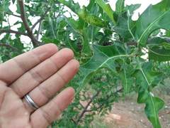 Cnidoscolus quercifolius