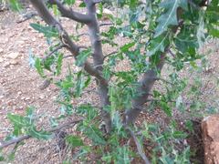 Cnidoscolus quercifolius