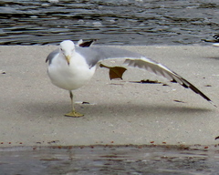 Larus californicus californicus