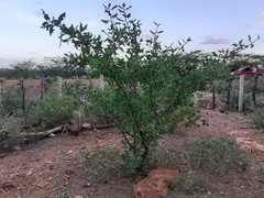 Cnidoscolus quercifolius