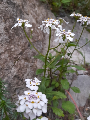 Annual Candytuft (Iberis amara)