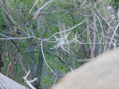 Tillandsia streptocarpa