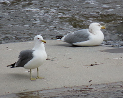Larus californicus californicus