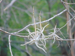 Tillandsia streptocarpa