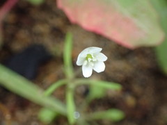 Meconella denticulata