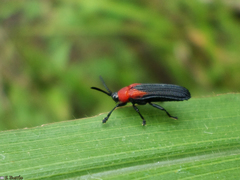 Chalepus cincticollis
