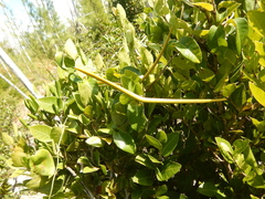 Echites umbellatus