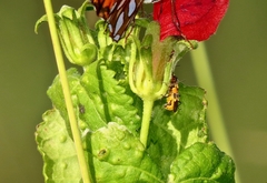 Belotus bicolor
