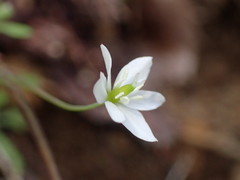 Meconella denticulata