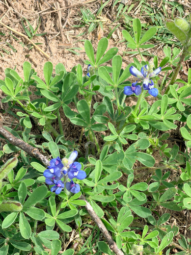 Lupinus subcarnosus, photograph 6