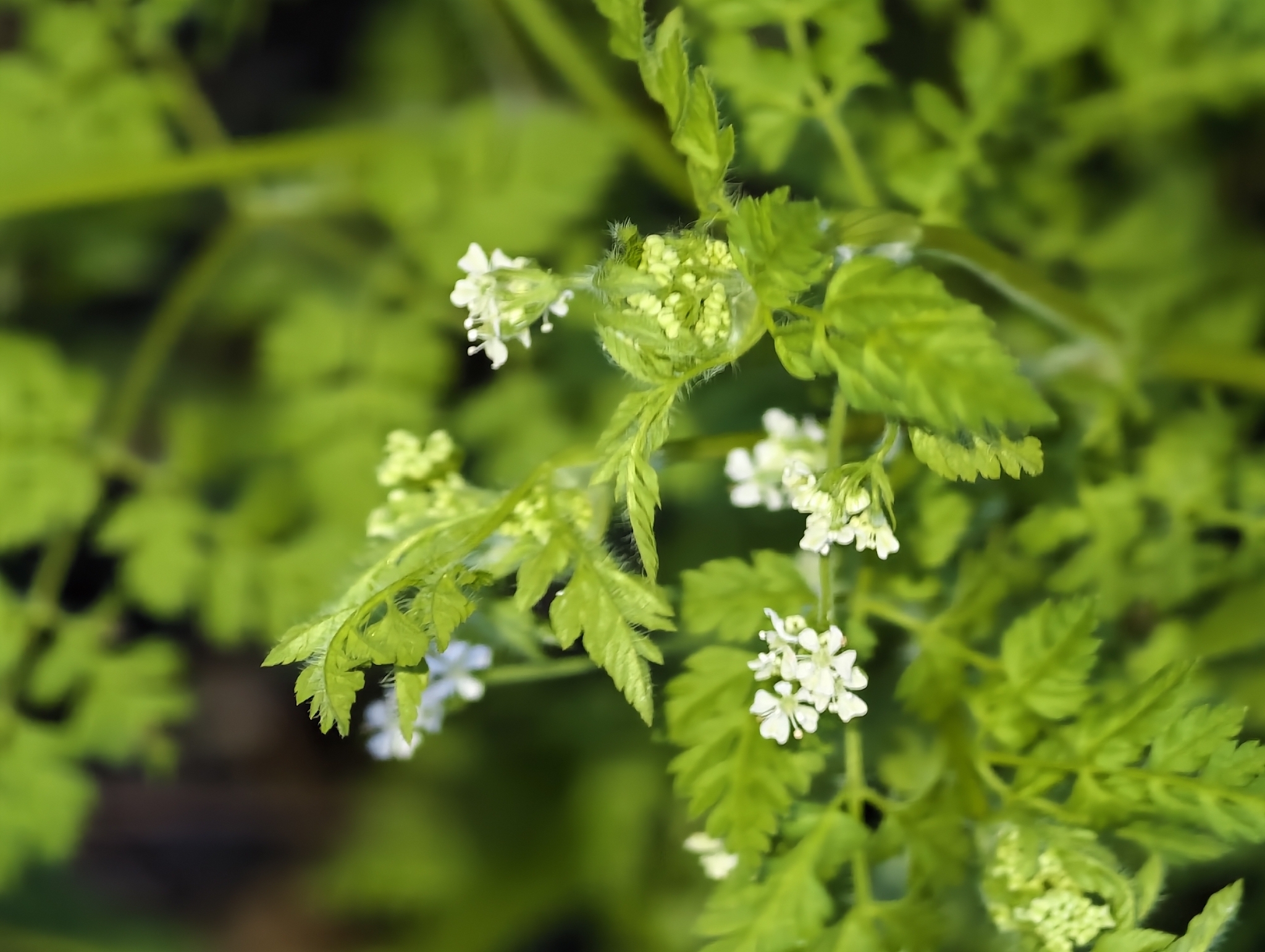 Garden Chervil (Anthriscus cerefolium)