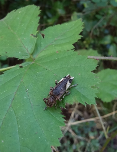 Neocolobura alboplagiata