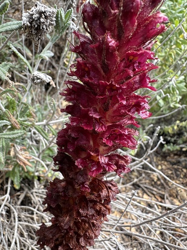 Fetid broomrape (Orobanche foetida)