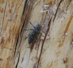 Chalcophora mariana