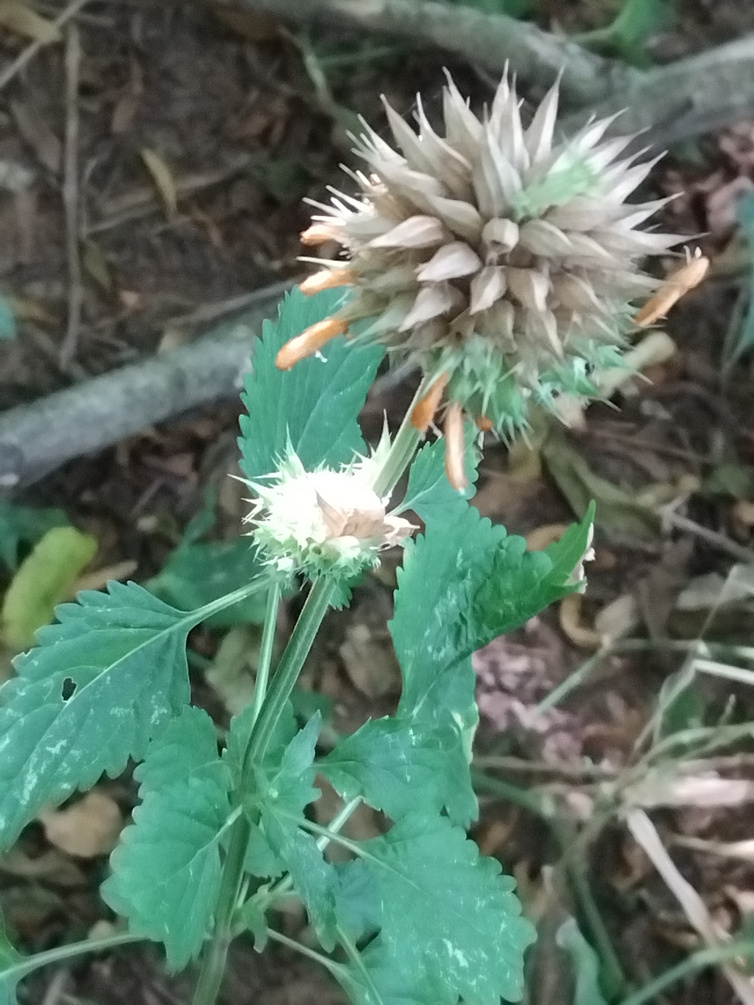 Leonotis nepetifolia
