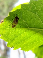 Copestylum sexmaculatum