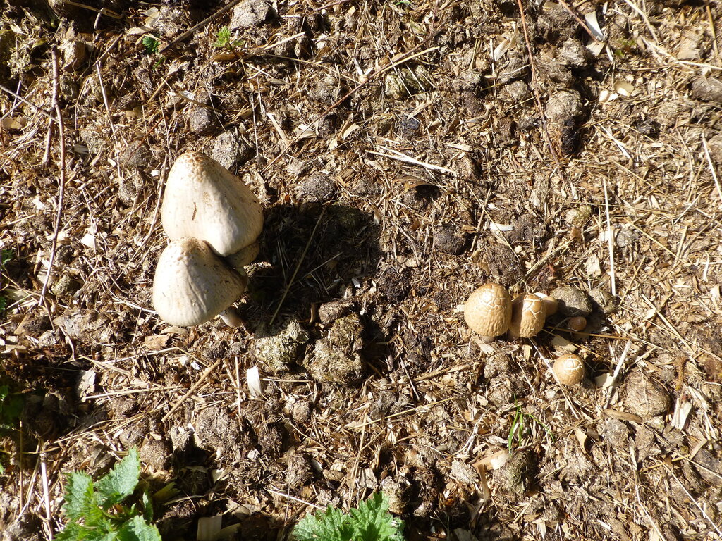 Panaeolus semiovatus · April 2026 · photo: © sahalsey (iNaturalist, cc-by)