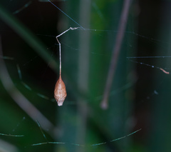 Ariamnes cylindrogaster