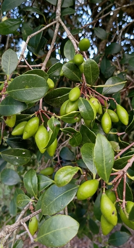 Elaeodendron croceum, photograph 6