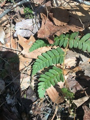 Dryopteris goldieana