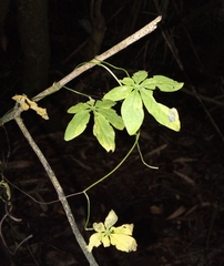 Tropaeolum speciosum, photograph (c) Hector Montero, some rights reserved (CC BY)