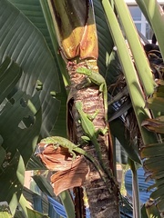 Iguana iguana