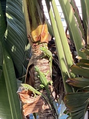 Iguana iguana