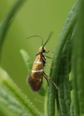 Micropterix aruncella