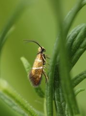 Micropterix aruncella