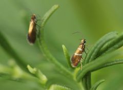 Micropterix aruncella