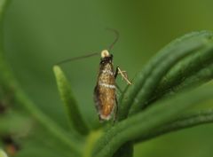 Micropterix aruncella
