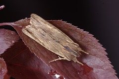 Lithophane semibrunnea