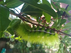 Automeris coresus