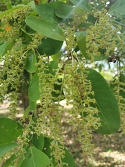Terminalia buceras