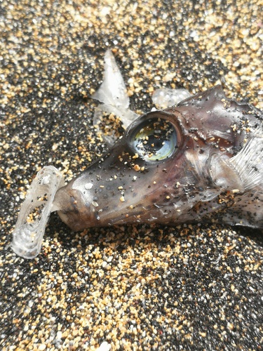 Canthigaster capistrata