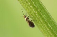 Micropterix aruncella