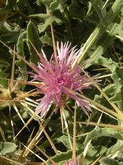 Centaurea senegalensis