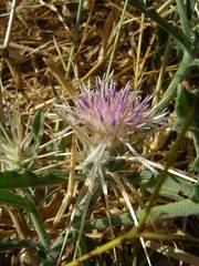 Centaurea senegalensis